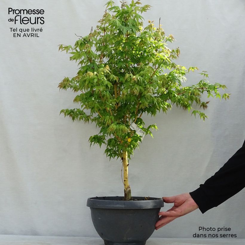 Arce japonés Bi Hoo - Acer palmatum Maceta 7,5L / 10L Ejemplar entregado en la primavera