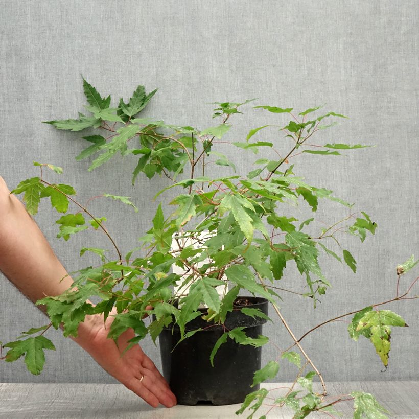 Ejemplar de Acer tataricum subsp. ginnala Moonrise - Arce de tartaria Maceta 3L/4L entregado en verano