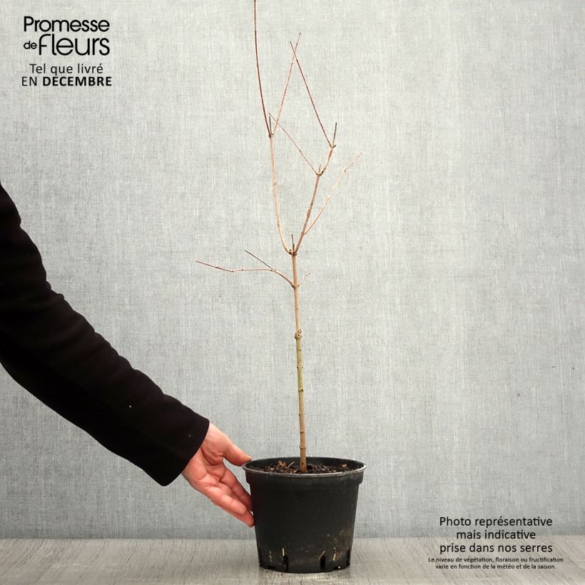 Ejemplar de Acer tataricum subsp. ginnala - Arce de tartaria Maceta 2L/3L entregado en otoño