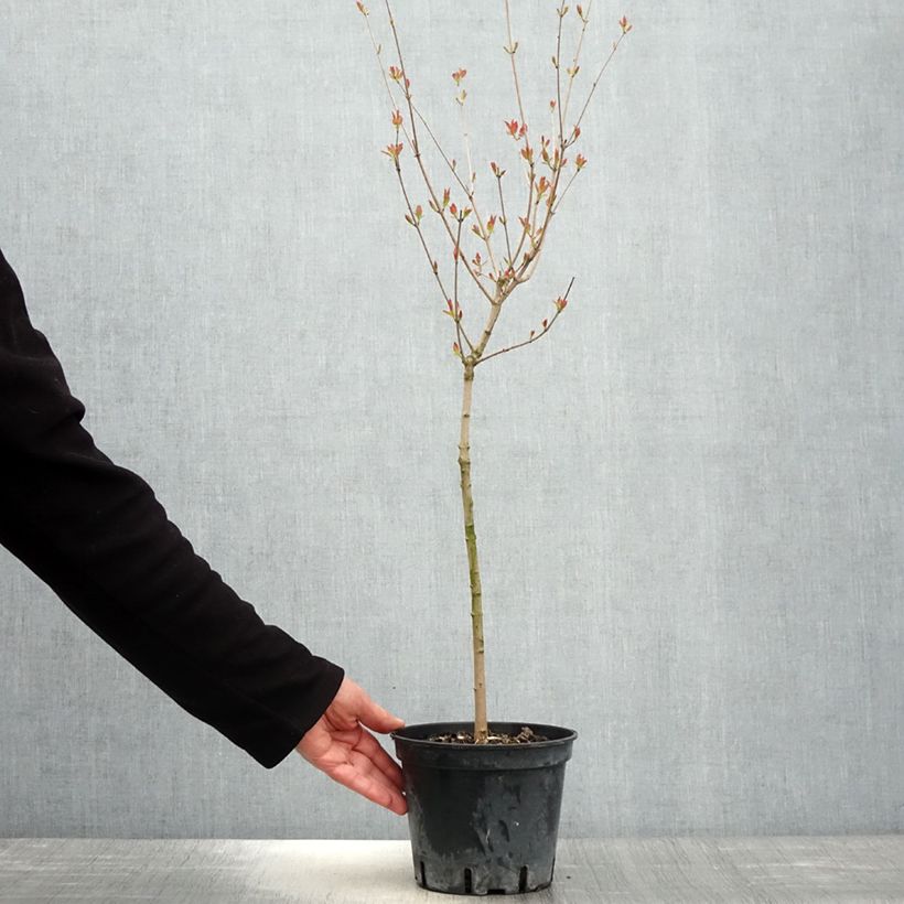 Acer tataricum subsp. ginnala - Arce de tartaria Maceta 2L/3L Ejemplar entregado en la primavera