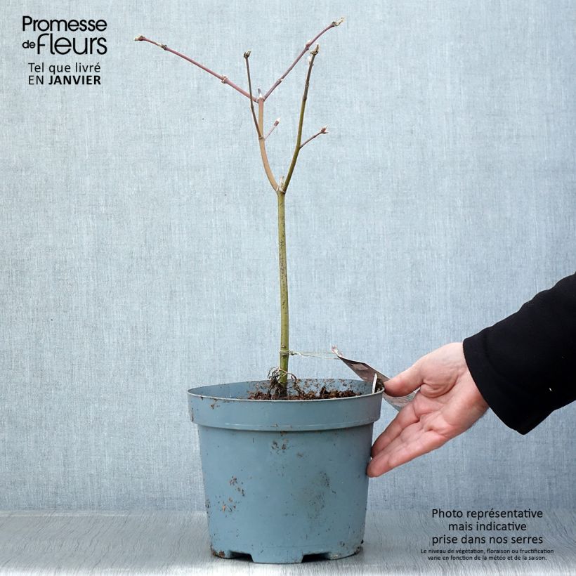 Arce japonés Aconitifolium Maceta 4L/5L Ejemplar entregado en invierno