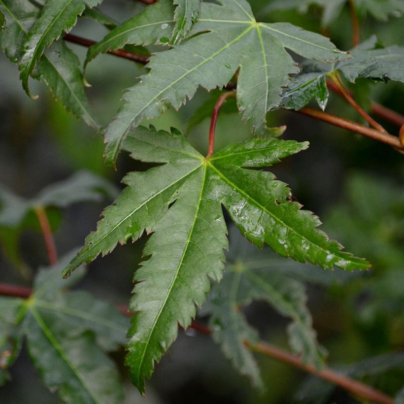 Arce japonés - Acer palmatum (Follaje)