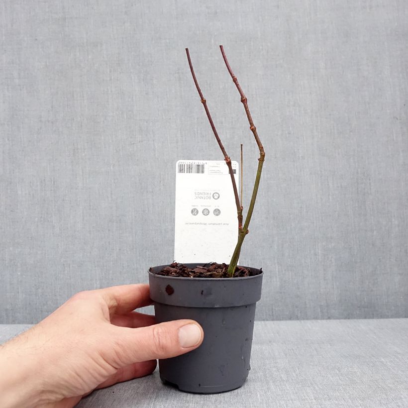 Arce japonés rojo - Acer palmatum Atropurpureum Maceta de 10 cm/11 cm Ejemplar entregado en invierno