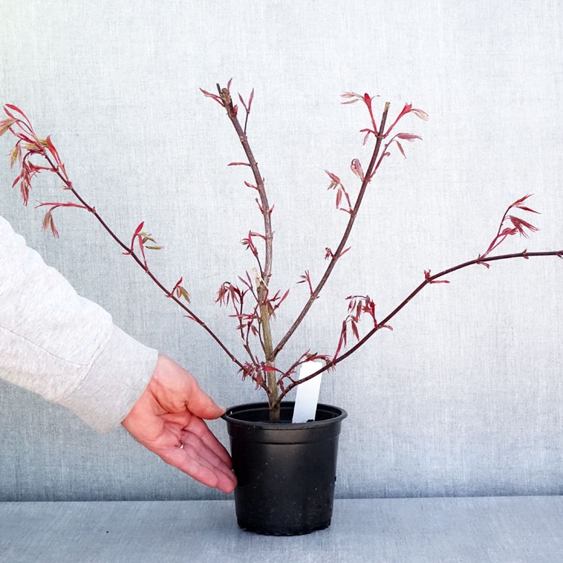 Arce japonés rojo - Acer palmatum Atropurpureum Maceta de 10 cm/11 cm Ejemplar entregado en la primavera