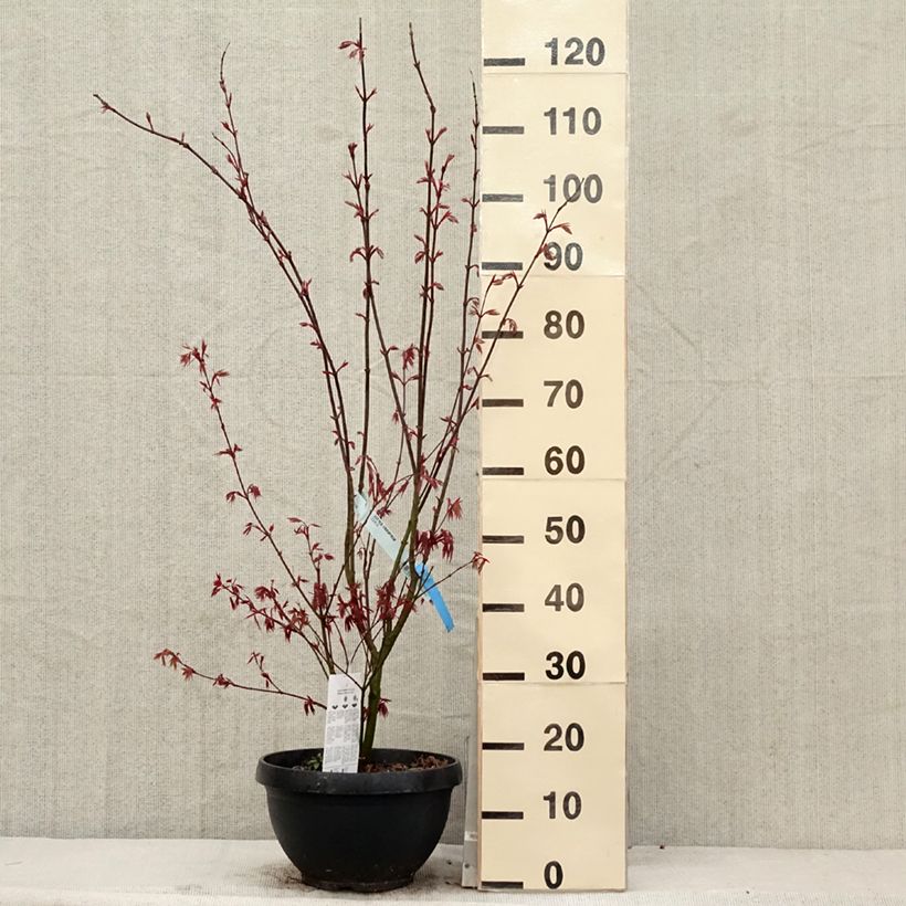 Arce japonés rojo - Acer palmatum Atropurpureum Maceta 4L/5L Ejemplar entregado en la primavera