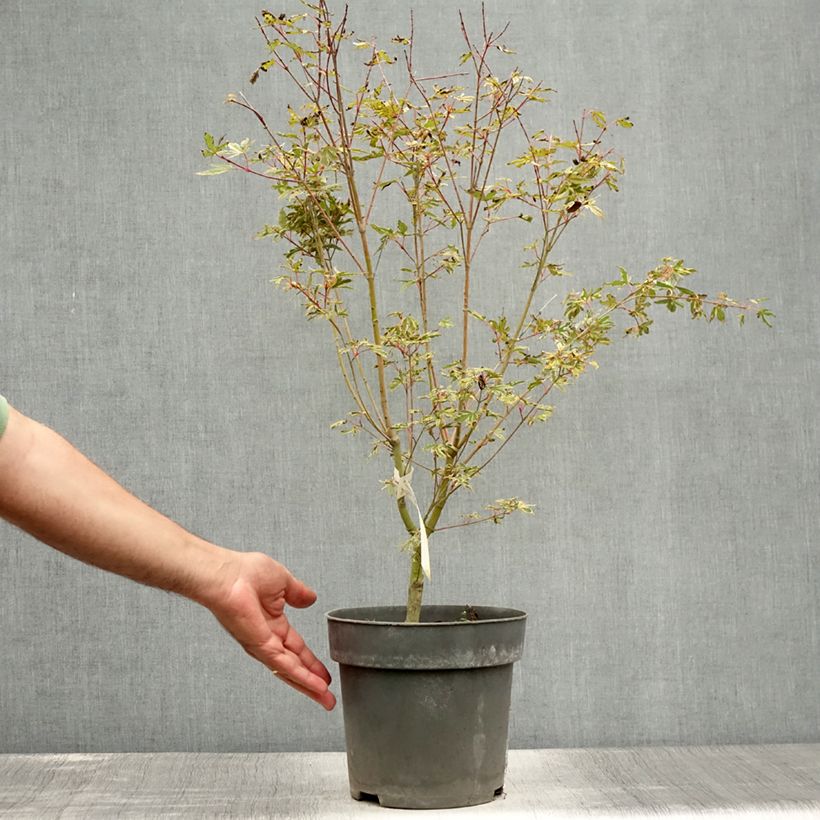 Ejemplar de Acer palmatum Beni Shichihenge - Arce japonés Maceta 3L/4L entregado en verano