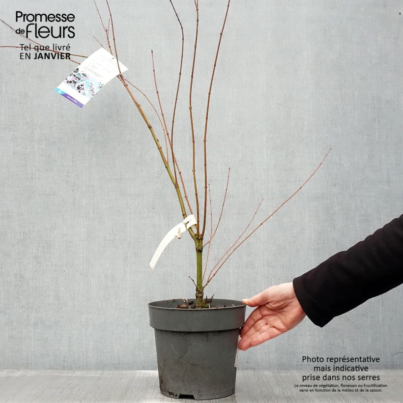 Acer palmatum Beni Shichihenge - Arce japonés Maceta 3L/4L Ejemplar entregado en invierno