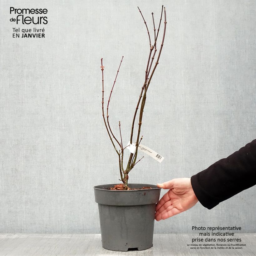 Arce japonés Brandt’s Dwarf Maceta 4L/5L Ejemplar entregado en invierno