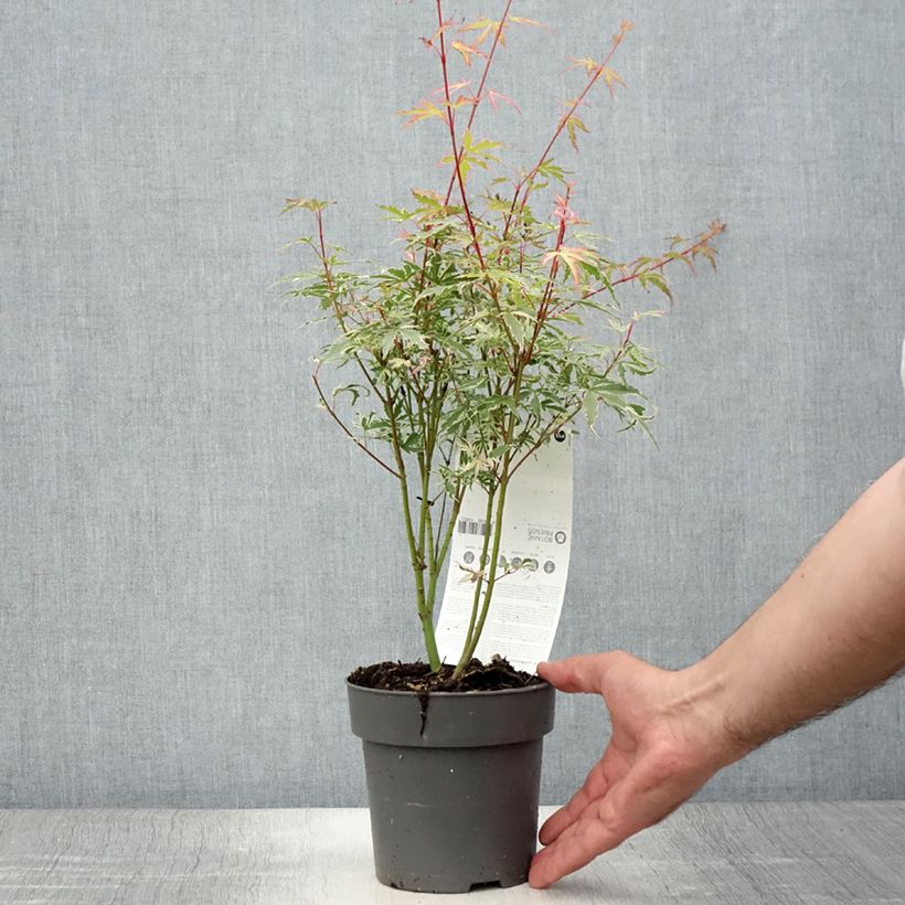 Ejemplar de Arce japonés Butterfly- Acer palmatum Maceta de 10 cm/11 cm entregado en verano