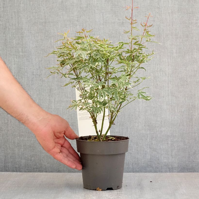 Arce japonés Butterfly- Acer palmatum Maceta 1L/1,5L Ejemplar entregado en la primavera