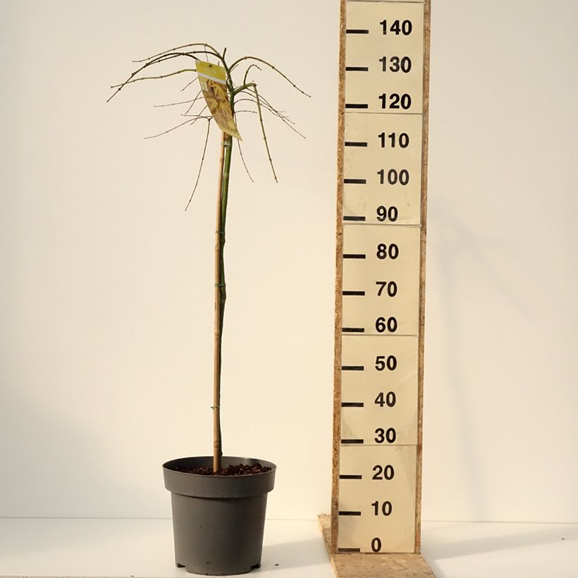 Acer palmatum Cascade Citrine - Arce japonés Maceta 12L/15L Ejemplar entregado en invierno