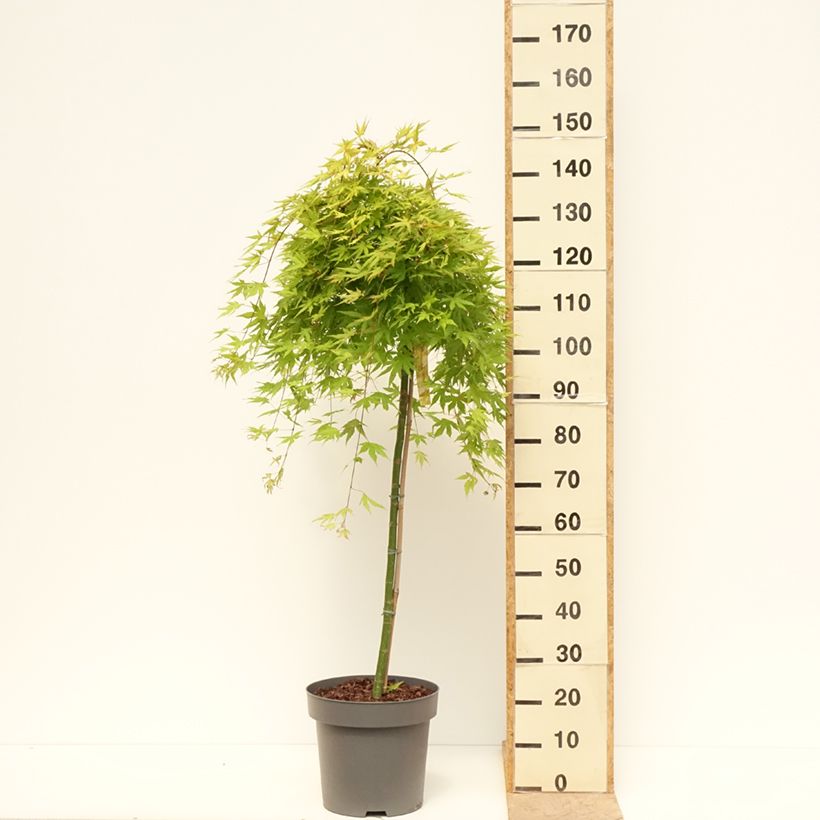 Acer palmatum Cascade Citrine - Arce japonés Maceta 12L/15L, Medio tallo Ejemplar entregado en la primavera