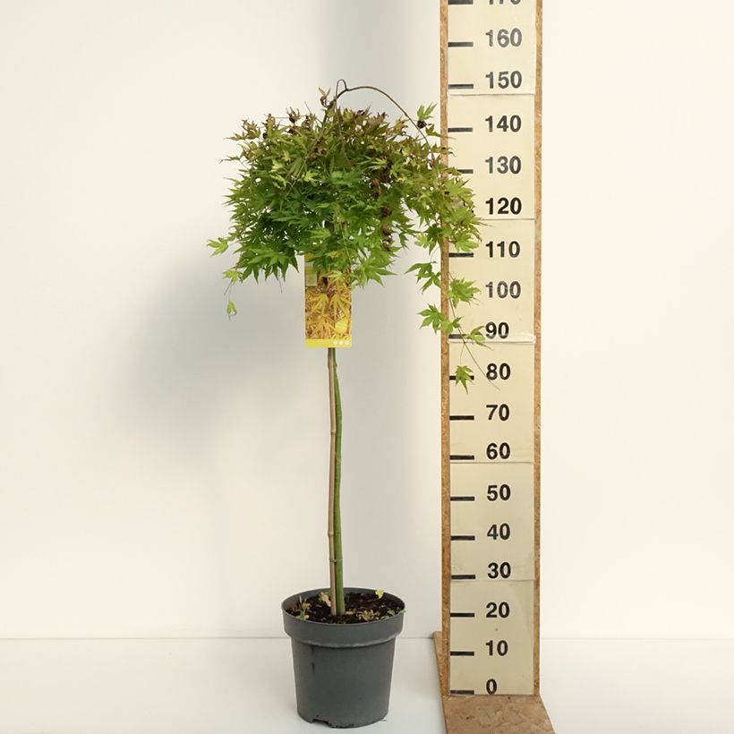 Ejemplar de Acer palmatum Cascade Citrine - Arce japonés Maceta 12L/15L, Medio tallo entregado en verano