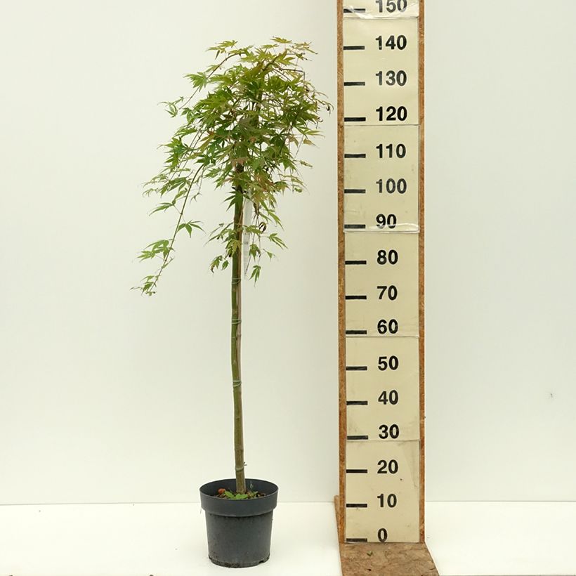 Ejemplar de Acer palmatum Cascade Emerald - Arce japonés Maceta 6L/7L, Medio tallo entregado en verano