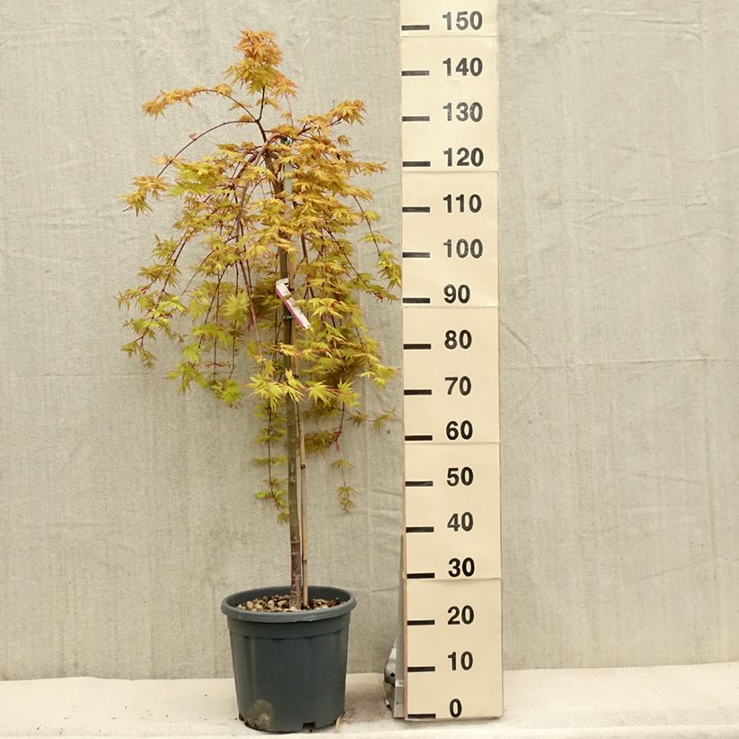 Acer palmatum Cascade Gold - Arce japonés Maceta 12L/15L Ejemplar entregado en la primavera