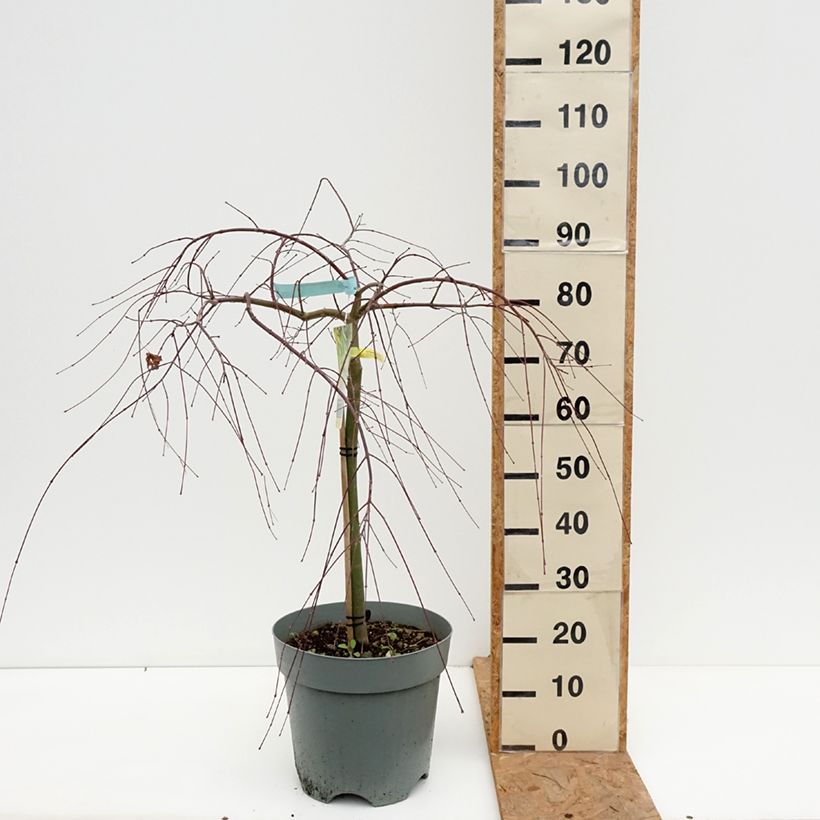 Ejemplar de Acer palmatum Cascade Gold - Arce japonés Maceta 12L/15L entregado en otoño