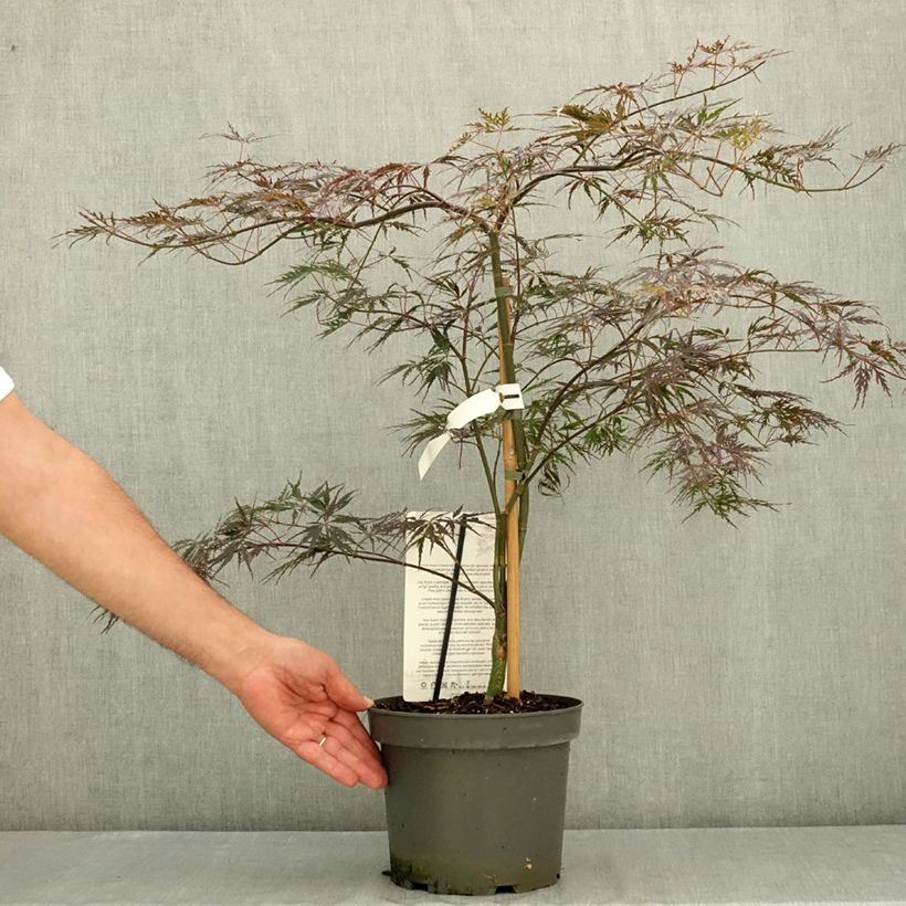 Ejemplar de Arce japonés Firecracker - Acer palmatum Maceta 4L/5L entregado en verano