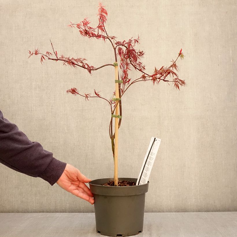 Arce japonés Firecracker - Acer palmatum Maceta 4L/5L Ejemplar entregado en la primavera