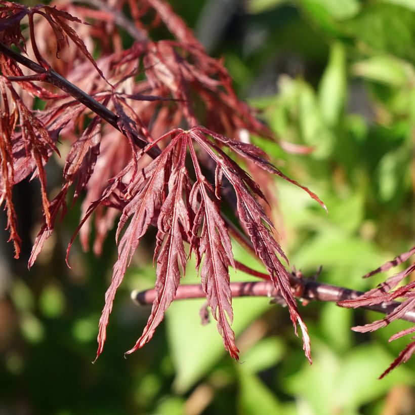 Arce japonés Firecracker - Acer palmatum (Follaje)
