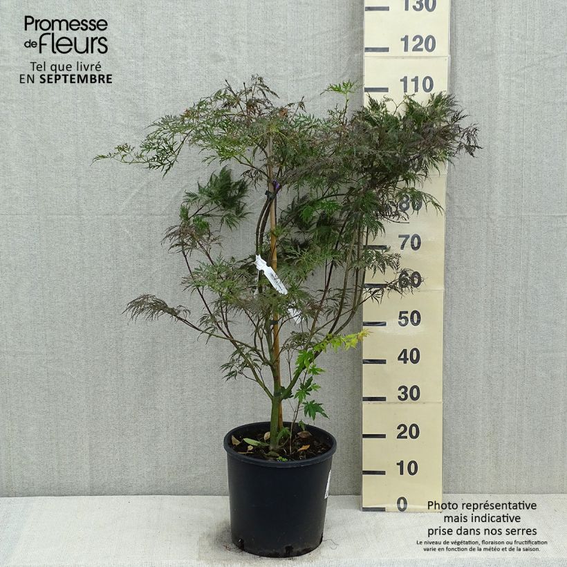 Ejemplar de Arce japonés Dissectum Garnet - Acer palmatum Maceta 6L/7L entregado en otoño
