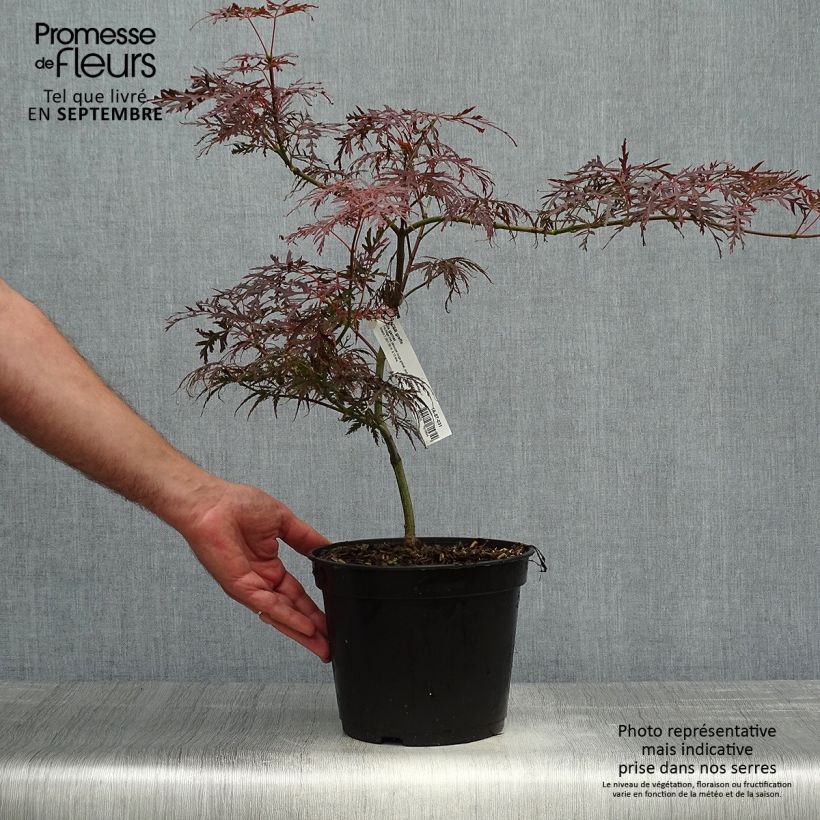 Ejemplar de Arce japonés Dissectum Garnet - Acer palmatum Maceta 3L/4L entregado en otoño