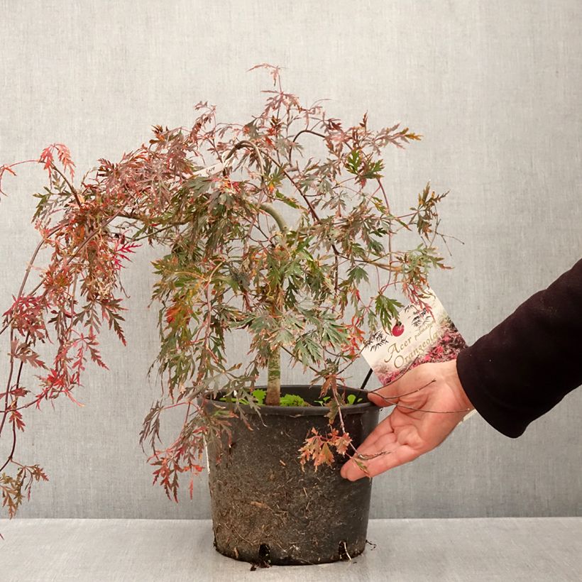 Ejemplar de Arce japonés Dissectum Orangeola Maceta 7,5L/10L entregado en otoño