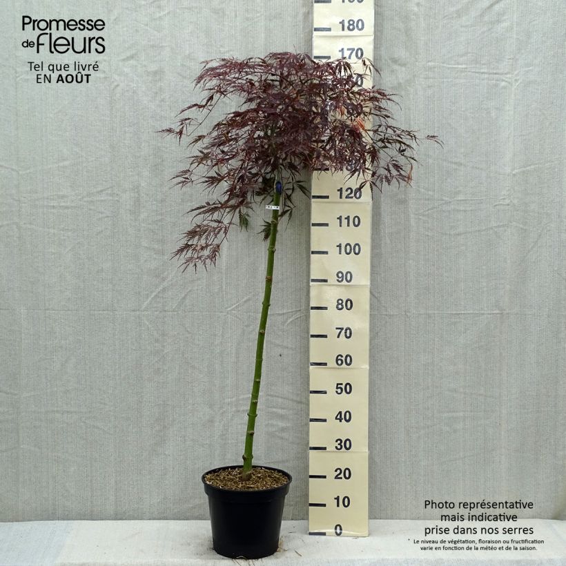 Ejemplar de Arce japonés Dissectum Tamukeyama Maceta 7,5L/10L entregado en verano