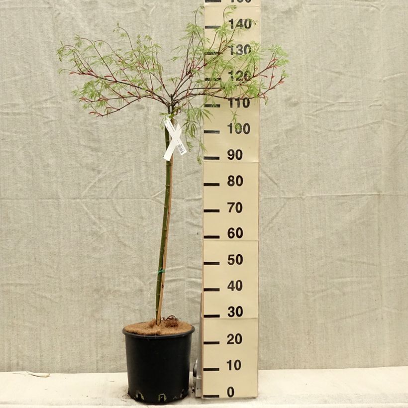 Arce japonés Dissectum Tamukeyama Maceta 7,5L/10L Ejemplar entregado en la primavera