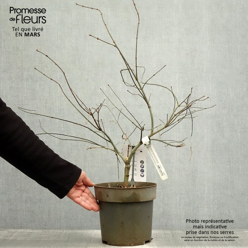 Arce japonés Dissectum Tamukeyama Maceta 4L/5L Ejemplar entregado en la primavera