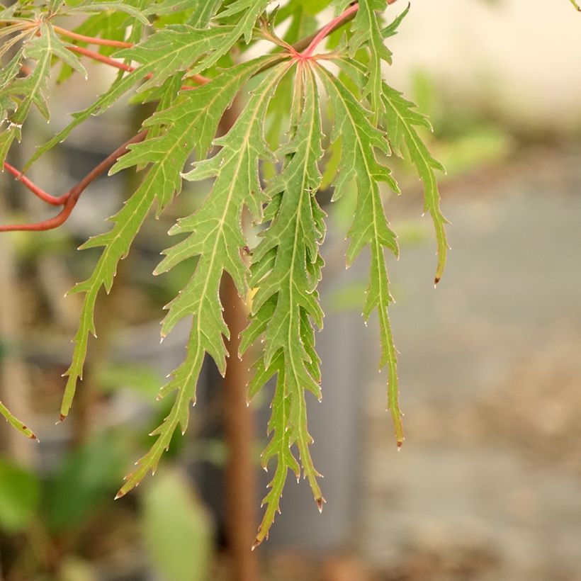 Arce japonés Dissectum Viridis - Acer palmatum (Follaje)