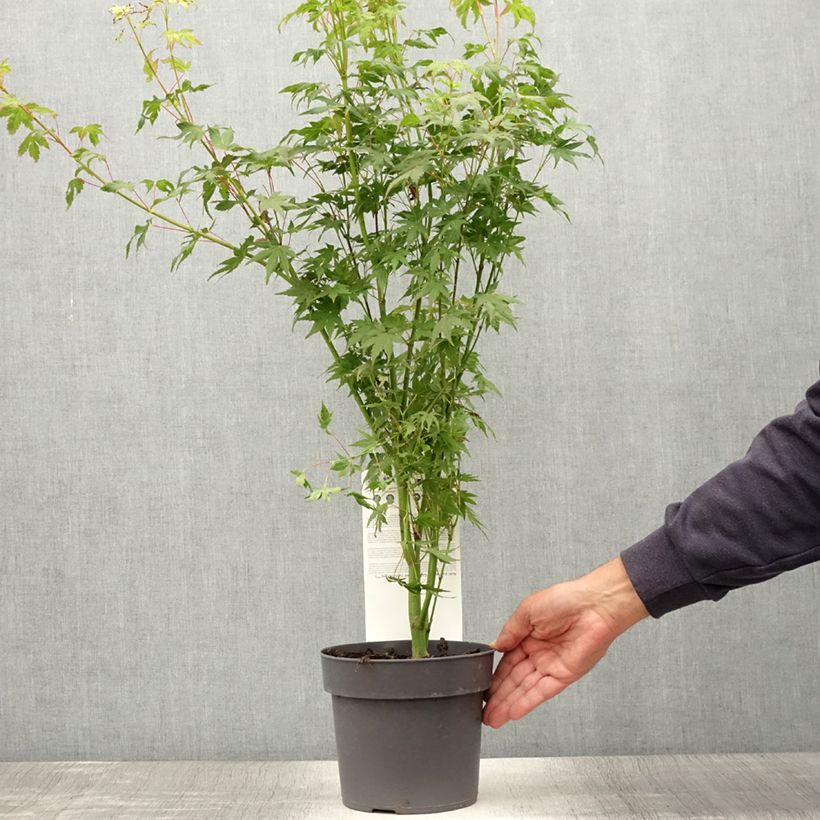 Ejemplar de Arce japonés Going Green - Acer palmatum Maceta 3L/4L entregado en verano