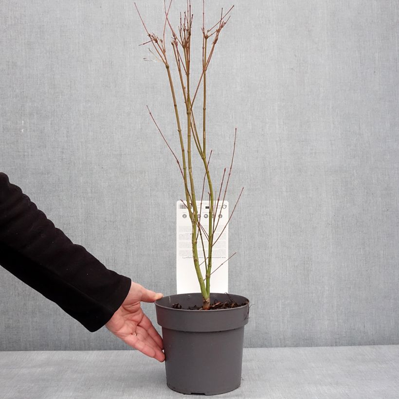 Arce japonés Going Green - Acer palmatum Maceta 3L/4L Ejemplar entregado en invierno