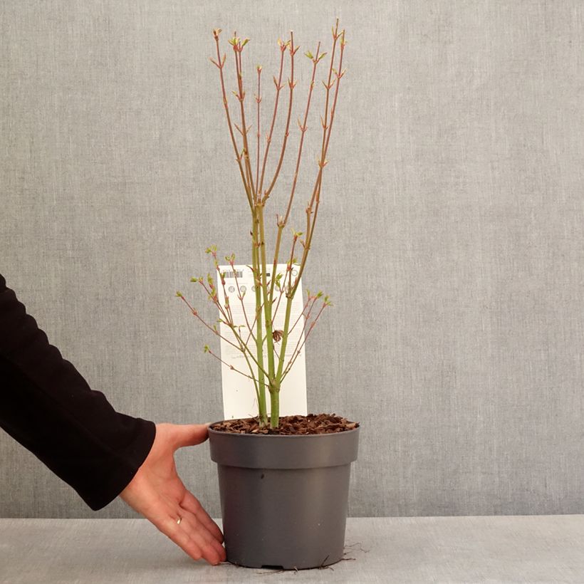 Arce japonés Going Green - Acer palmatum Maceta 3L/4L Ejemplar entregado en la primavera