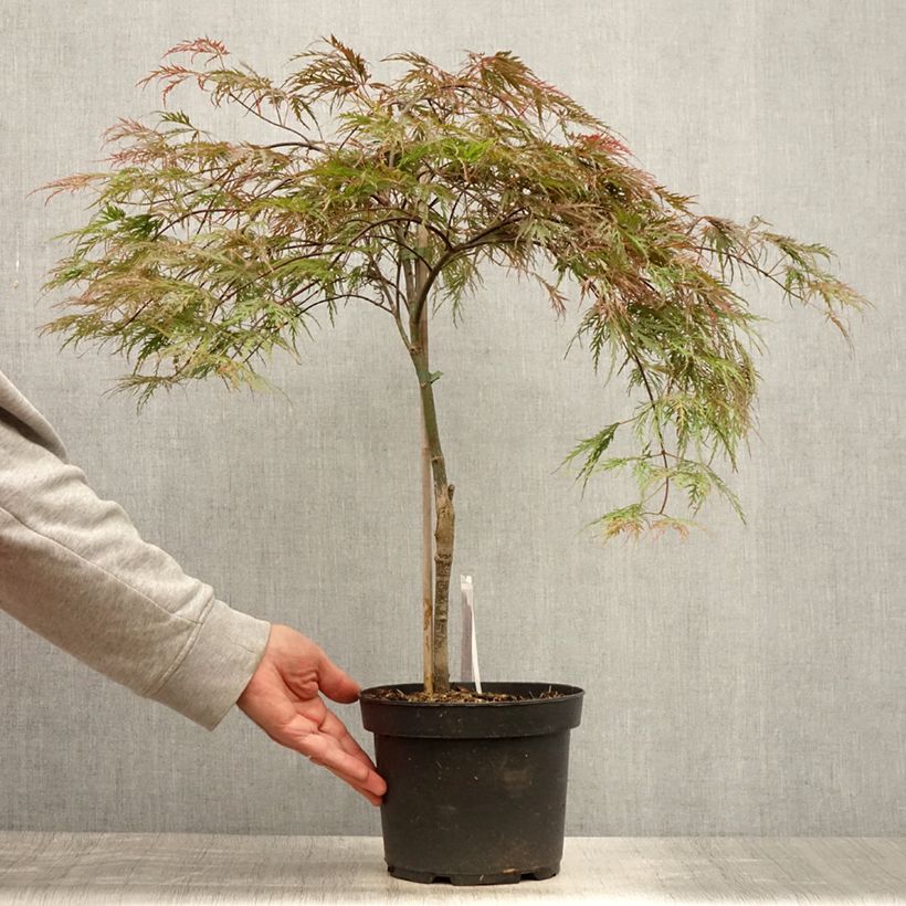 Ejemplar de Arce japonés Dissectum Inaba-Shidare Maceta 3L/4L entregado en verano