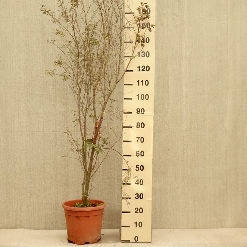 Ejemplar de Arce japonés Kagiri-nishiki Maceta 7,5L/10L entregado en otoño