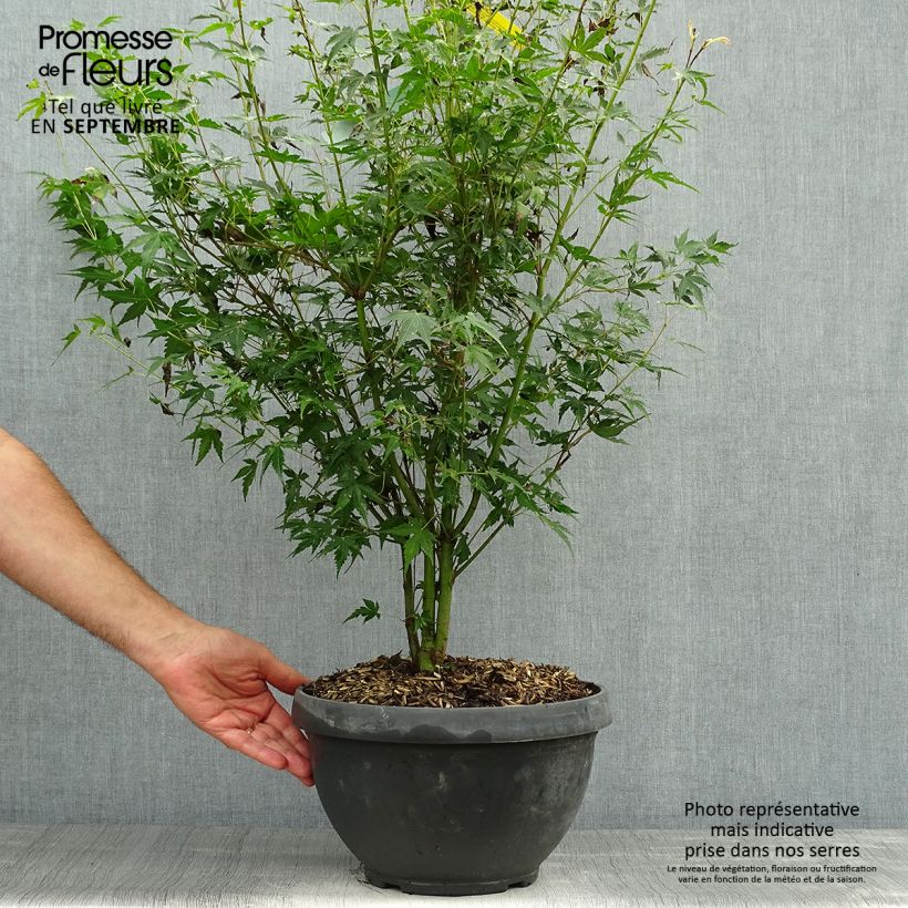 Ejemplar de Arce japonés Katsura- Acer palmatum Maceta 7,5L / 10L entregado en otoño