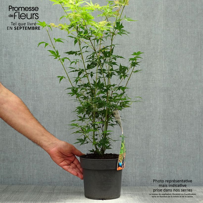 Ejemplar de Arce japonés Katsura- Acer palmatum Maceta 2L/3L entregado en otoño