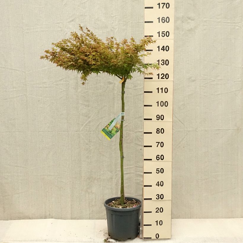 Arce japonés Little Princess Maceta 12L/15L Ejemplar entregado en la primavera