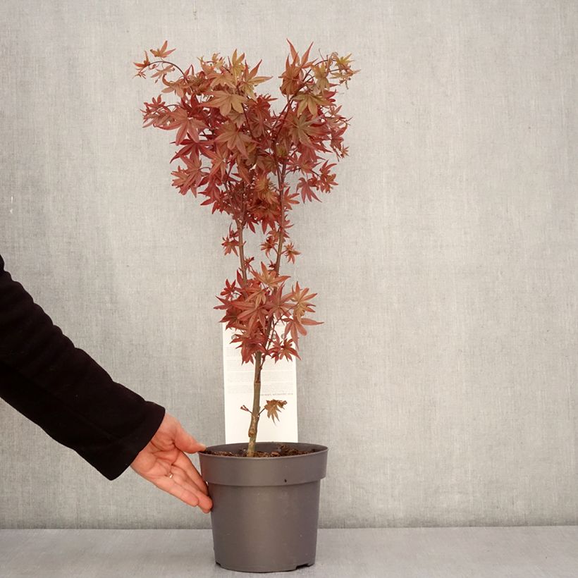 Acer palmatum Little Red - Arce japonés Maceta 3L/4L Ejemplar entregado en la primavera