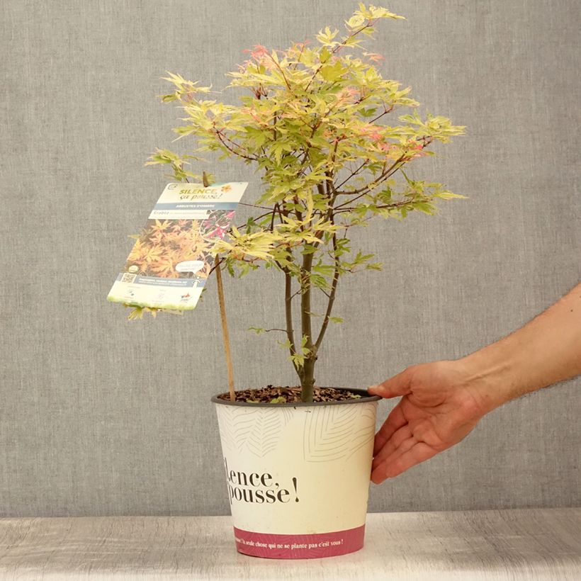 Ejemplar de Arce japonés Metamorphosa Maceta 4L/5L entregado en verano