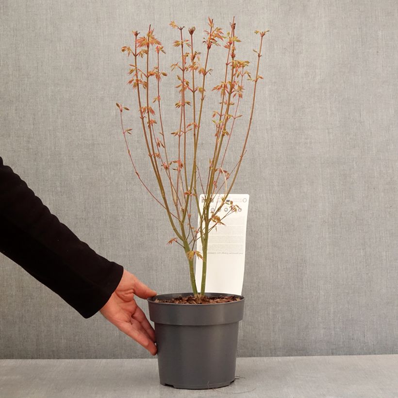 Arce japonés Orange Lace - Acer palmatum Maceta de 10 cm/11 cm Ejemplar entregado en la primavera