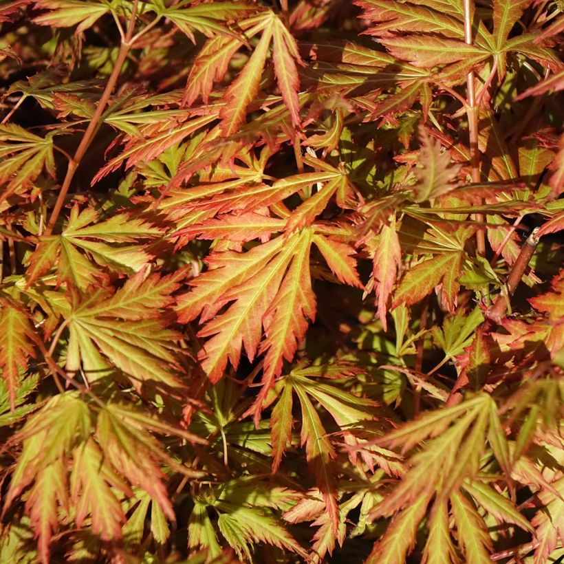 Arce japonés Orange Lace - Acer palmatum (Follaje)