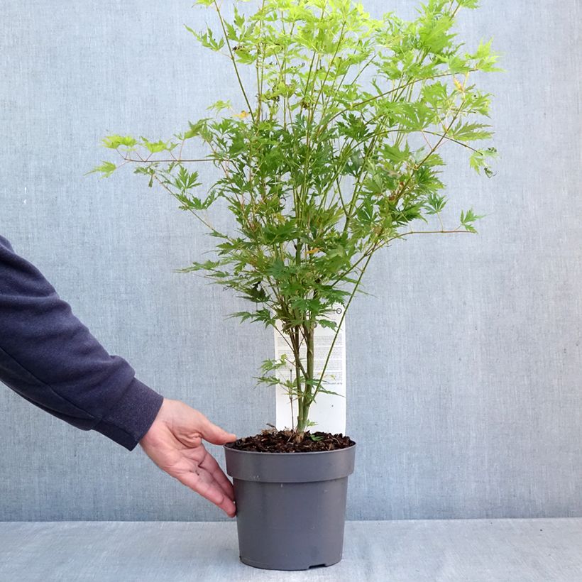 Ejemplar de Erable du Japon - Acer palmatum Orange Lace Pot de 3L/4L entregado en otoño