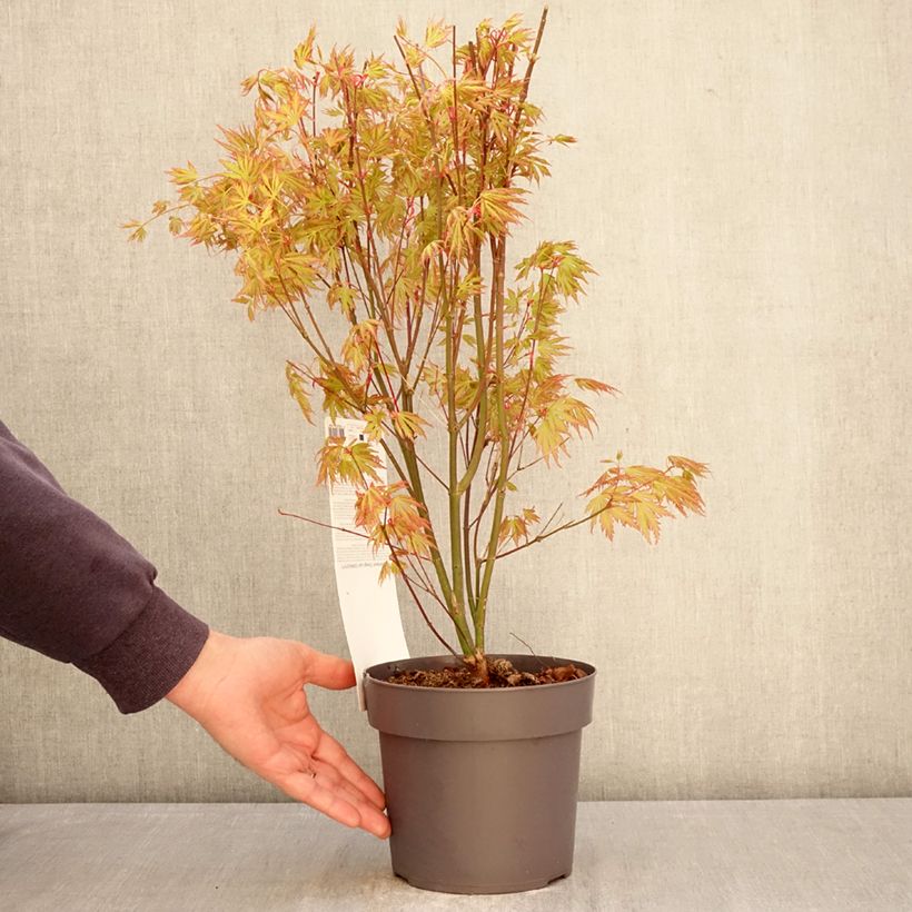 Arce japonés Orange Lace - Acer palmatum Maceta 3L/4L Ejemplar entregado en la primavera