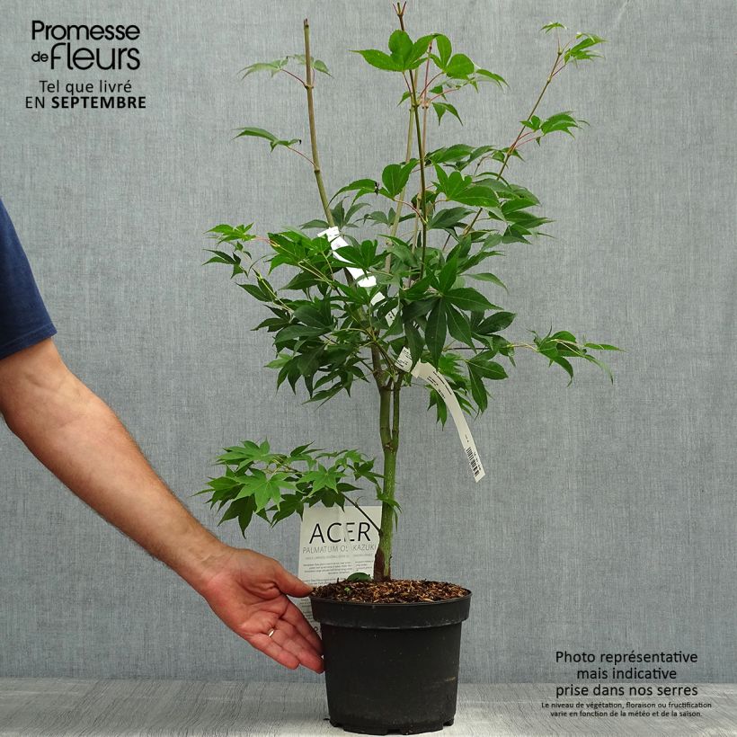 Ejemplar de Arce japonés Osakazuki - Acer palmatum Maceta 3L/4L entregado en otoño