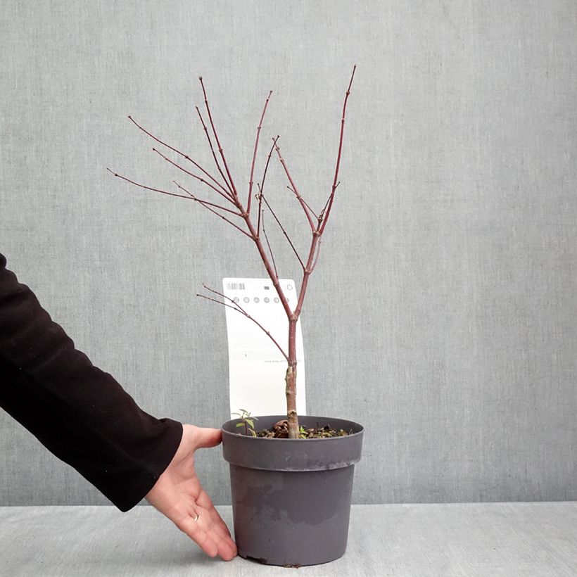Ejemplar de Arce japonés Pevé Dave Maceta 3L/4L entregado en otoño