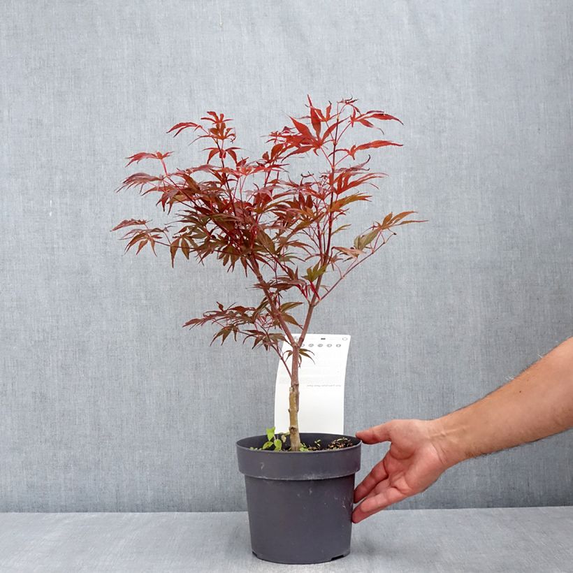 Ejemplar de Arce japonés Pevé Dave Maceta 3L/4L entregado en verano