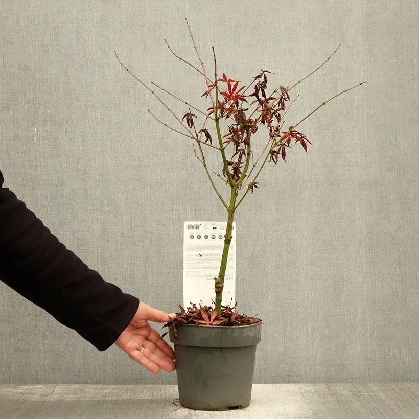 Ejemplar de Arce japonés Pevé Starfish Maceta 2L/3L entregado en otoño