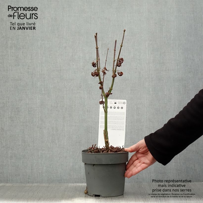 Arce japonés Pevé Starfish Maceta 2L/3L Ejemplar entregado en invierno