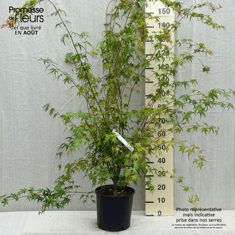 Ejemplar de Érable du Japon - Acer palmatum Pot de 7,5L/10L entregado en verano
